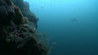 Whitetip Reef Sharks swimming by the edge of a reef