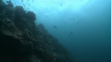 Whitetip Reef Shark swimming along the edge of a coral reef