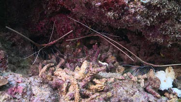 Painted Lobster hidden in a reef crevice