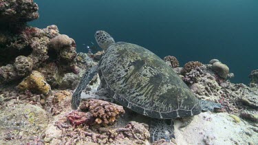Green Sea Turtle resting and swimming on a coral reef