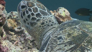 Close up of fish swimming around a Green Sea Turtle head