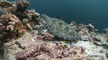 Green Sea Turtle resting on a coral reef