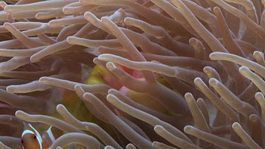 Close up of Anemonefish hiding in a Sea Anemone