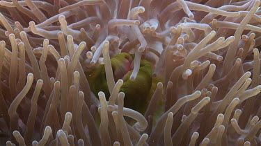Close up of Anemonefish hiding in a Sea Anemone