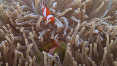 Close up of Anemonefish hiding in a Sea Anemone