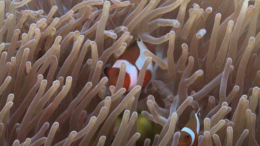 Close up of Anemonefish hiding in a Sea Anemone