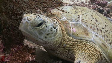 Close up of Green Sea Turtle waking up