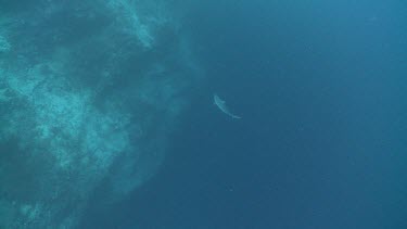 Shark swimming in deep water far below
