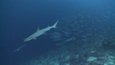 School of Barracuda swimming behind a Whitetip Reef Shark