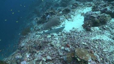 Whitetip Reef Shark resting on a coral reef then swimming away
