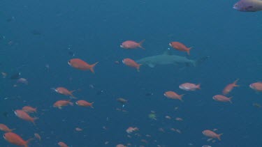 Whitetip Reef Shark and a school of colourful Reef Fish