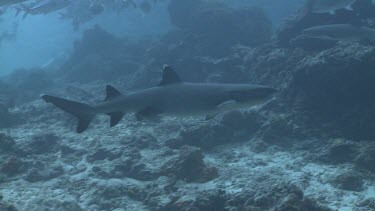 Large school of Jackfish following a Whitetip Reef Shark
