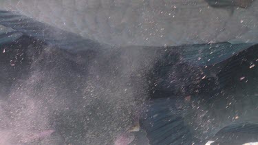 Close up of Humphead Wrasse defecating as it swims