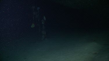 Black Jack swimming in dark water