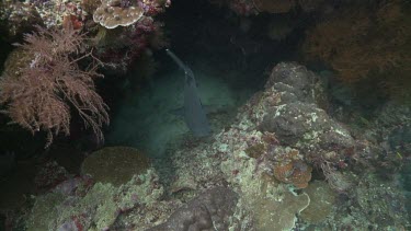 Whitetip Reef Shark swimming out of a small cave