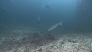 Barracuda swimming over the ocean floor