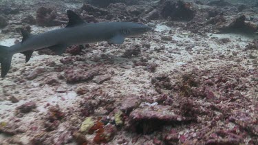 Whitetip Reef Shark swimming along the ocean floor