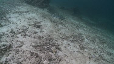 Whitetip Reef Shark swimming along the ocean floor
