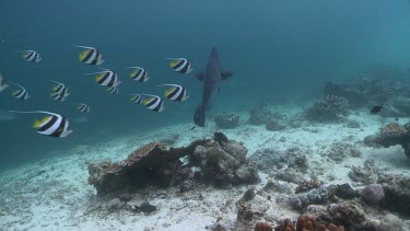 Bluestreak Cleaner Wrasse cleaning Humphead Wrasse