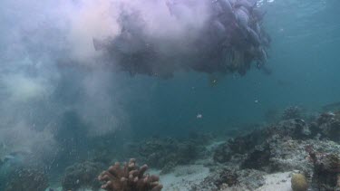 Huge school of Humphead Wrasse defecating over the ocean floor