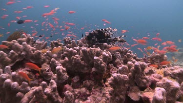 Lionfish or Butterfly Cod resting on a coral reef