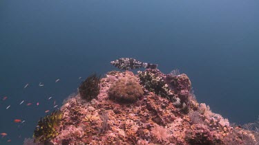 Pair of Filefish courting over a coral Bommie