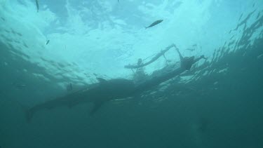 Whale Shark feeding from a boat at the ocean surface while a scuba diver watches