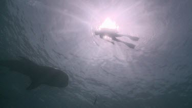 Whale Shark swimming with a scuba diver at the ocean surface