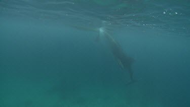 Close up of a Whale Shark swimming underwater