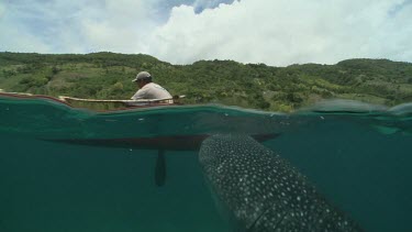 Whale Shark feeding below a rowboat