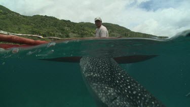 Whale Shark feeding below a rowboat