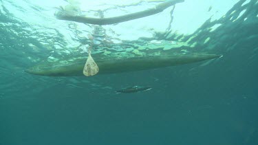 Whale Shark swimming underwater alongside a kayak