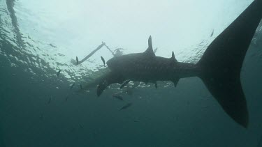 Snorkeler swimming with a Whale Shark underwater