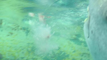 Extreme close up of a Whale Shark feeding underwater