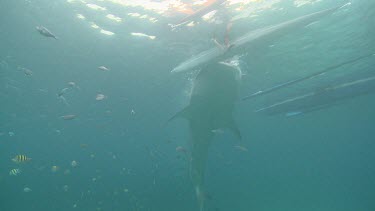 Whale Shark swimming with a snorkeler by a raft at the ocean surface