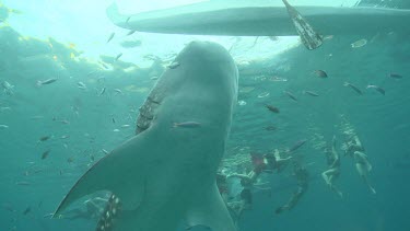 Whale Shark swimming with snorkelers underwater