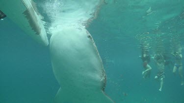 Whale Shark feeding underwater with swimmers in the background