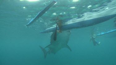 Snorkeler swimming by a Whale Shark as it feeds next to a raft