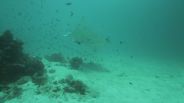 Pair of black and white Manta Rays swimming along the ocean floor