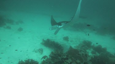 Pair of black and white Manta Rays swimming along the ocean floor