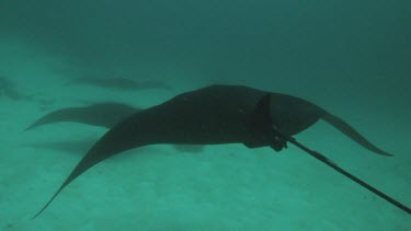 Black and white Manta Rays swimming along the ocean floor