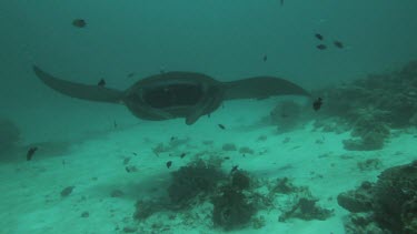 Black and white Manta Rays swimming along the ocean floor