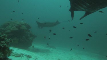 Black and white Manta Rays swimming along the ocean floor