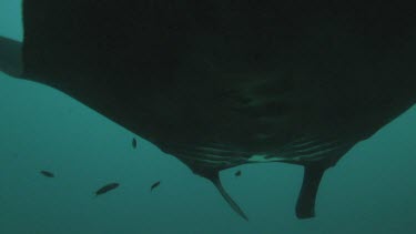 Black and white Manta Rays swimming along the ocean floor