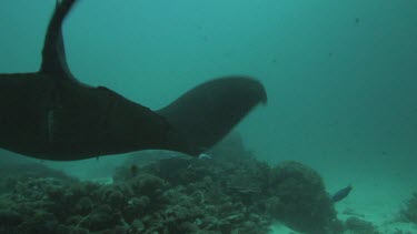 Black and white Manta Ray swimming along the ocean floor