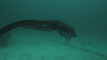 Black and white Manta Ray swimming along the ocean floor