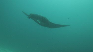 Black and white Manta Ray swimming along the ocean floor