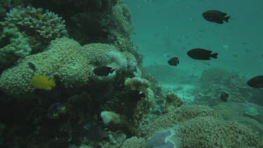 Black and white Manta Rays swimming along the ocean floor