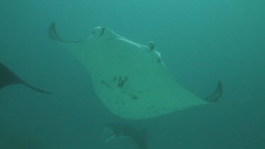 Black and white Manta Rays swimming along the ocean floor