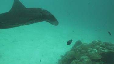 Black and white Manta Rays swimming along the ocean floor